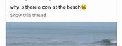 Cow On Beach Meme