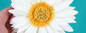 Crepe Paper African Daisy Template