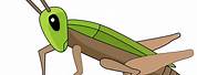 Cricket Bug Clip Art PNG