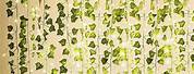Curtains with Vines or Flowers and Lights