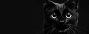 Cute Black Cat PC Background