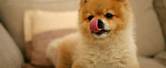 Cute Funny Puppy Wallpaper