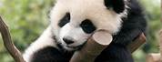 Cute Panda Baby Playing Wallpaper