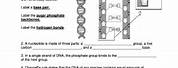 DNA the Molecule of Heredity Worksheet