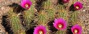 Desert Cactus Flowers Color
