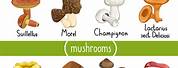 Different Types of Fungi Mushrooms