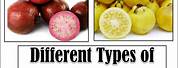 Different Types of Guava