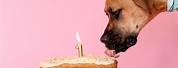 Dog Eating Birthday Cake Funny