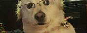 Dog with Glasses Meme Boss