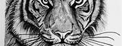 Drawing of a Bengal Tiger Black Sharpie