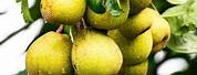 Dwarf Fruit Trees Pear