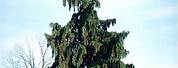Evergreen Trees Cedar