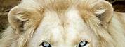 Eyes of Siberian White Lion