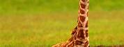 Find Me a Picture of a Cute Female Giraffe