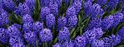 Flower Hyacinth in Amerika Serikat