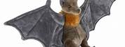 Flying Fox Bat Plush