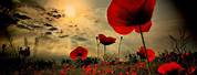 Free Image Red Poppy Remembrance Day