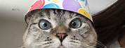 Funny Birthday Cat Faces