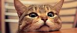 Funny Cat Cute Desktop Wallpaper