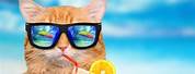 Funny Cat Cute Desktop Wallpaper