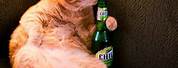 Funny Cats Drinking Beer
