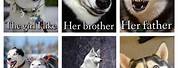 Funny Husky Dog Memes