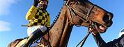 Funny Images of Cheltenham Horse Racing