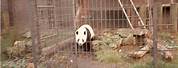 Giant Panda Bear London Zoo