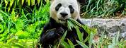 Giant Panda Natural Habitat
