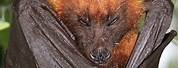Golden Crown Flying Fox Bat