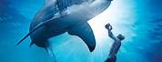Great White Shark Documentary DVDs