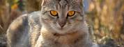 Grey Tabby Cat Orange Eyes