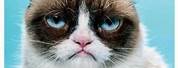 Grumpy Cat Most Popular Memes