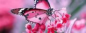 HD Wallpapers for Laptop Butterfly Live Wallpaper