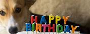 Happy Birthday Ally Dog Cake