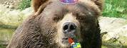 Happy Birthday Bear Meme