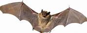 Hoary Bat White Background