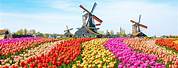 Holland Tulip Fields Netherlands