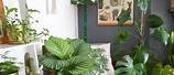 Home Decorating Ideas Living Room Plants