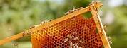 Honey Bee and Comb