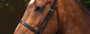 Horse Bridle and Reins and Bit
