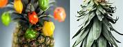 How to Decorate with Pineapple Top