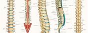 Human Body Anatomy Spine Chart