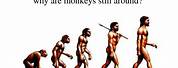 Human Monkey Evolution Meme