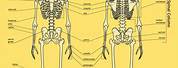 Human Skeleton Front and Back