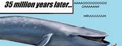Humpback Whale Evolution Meme