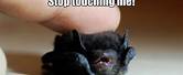 I AM the Night Bat Meme