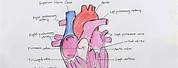 Internal Structure of the Human Heart Drawing