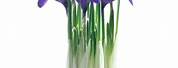 Iris Flower Pot