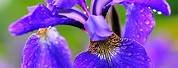 Iris Flowers Images